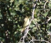 0J6A8832Cordilleran_Flycatcher