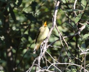 0J6A8836Cordilleran_Flycatcher