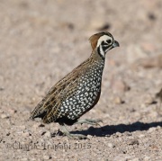 0J6A8869Montezuma_Quail