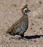 0J6A8870Montezuma_Quail