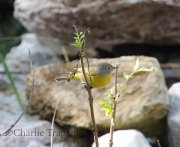 0J6A8872Nashville_Warbler