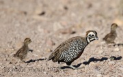 0J6A8873Montezuma_Quail