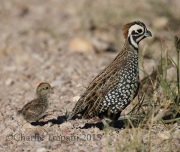 0J6A8881Montezuma_Quail