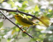 0J6A8881Wilson's_Warbler