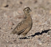 0J6A8886Montezuma_Quail