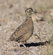 0J6A8888Montezuma_Quail
