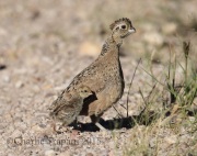 0J6A8890Montezuma_Quail