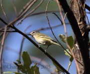 0J6A8891Cassin's_Vireo