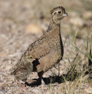 0J6A8891Montezuma_Quail