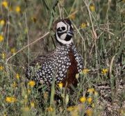 0J6A8898Montezuma_Quail