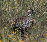 0J6A8900Montezuma_Quail