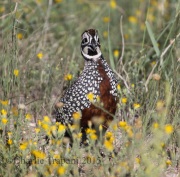 0J6A8904Montezuma_Quail