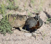 0J6A8911Montezuma_Quail