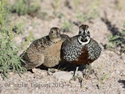 0J6A8912Montezuma_Quail