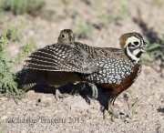 0J6A8913Montezuma_Quail