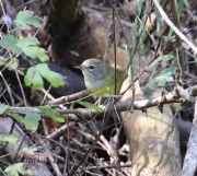 0J6A8920MacGillvray's_Warbler