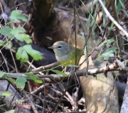 0J6A8921MacGillvray's_Warbler