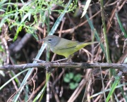 0J6A8942MacGillvray's_Warbler
