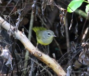 0J6A8956MacGillvray's_Warbler