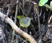 0J6A8960MacGillvray's_Warbler
