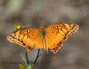 0J6A8972Butterfly