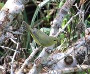 0J6A8976Orange-Crowned_Warbler