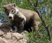 0J6A8992Coati