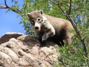 0J6A8993Coati