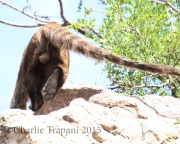 0J6A9001Coati_Balls