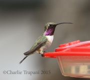 0J6A9036Lucifer_Hummingbird
