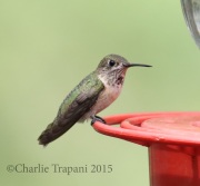 0J6A9071Hummingbird_Ash_Canyon