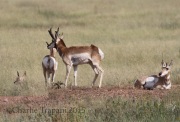 0J6A9240Pronghorn