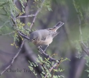 0J6A9317Lucy's_Warbler
