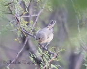 0J6A9323Lucy's_Warbler