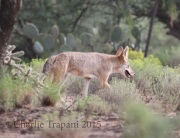 0J6A9358Coyote_Madera_Canyon_Roadside