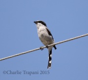 0J6A9413Loggerhead_Shrike