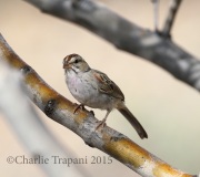 0J6A9768Rufous-Winged_Sparrow