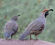 0J6A9776Gamble's_Quail