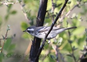 0J6A9802Black-throated_Gray_Warbler