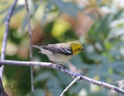 0J6A9872Hermit_Warbler
