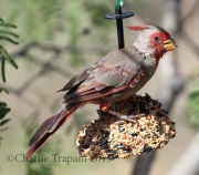 0J6A9920Pyrrhuloxia