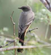 0J6A9975Say's_Phoebe