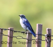 6S3A0011Mountain_Bluebird