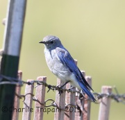 6S3A0013Mountain_Bluebird