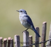 6S3A0033Mountain_Bluebird