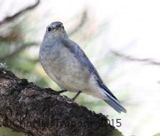 6S3A0039Mountain_Bluebird