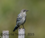 6S3A0115Mountain_Bluebird