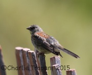 6S3A0129Dark-Eyed_Junco