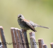 6S3A0132Dark-Eyed_Junco