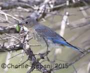 6S3A0144Mountain_Bluebird